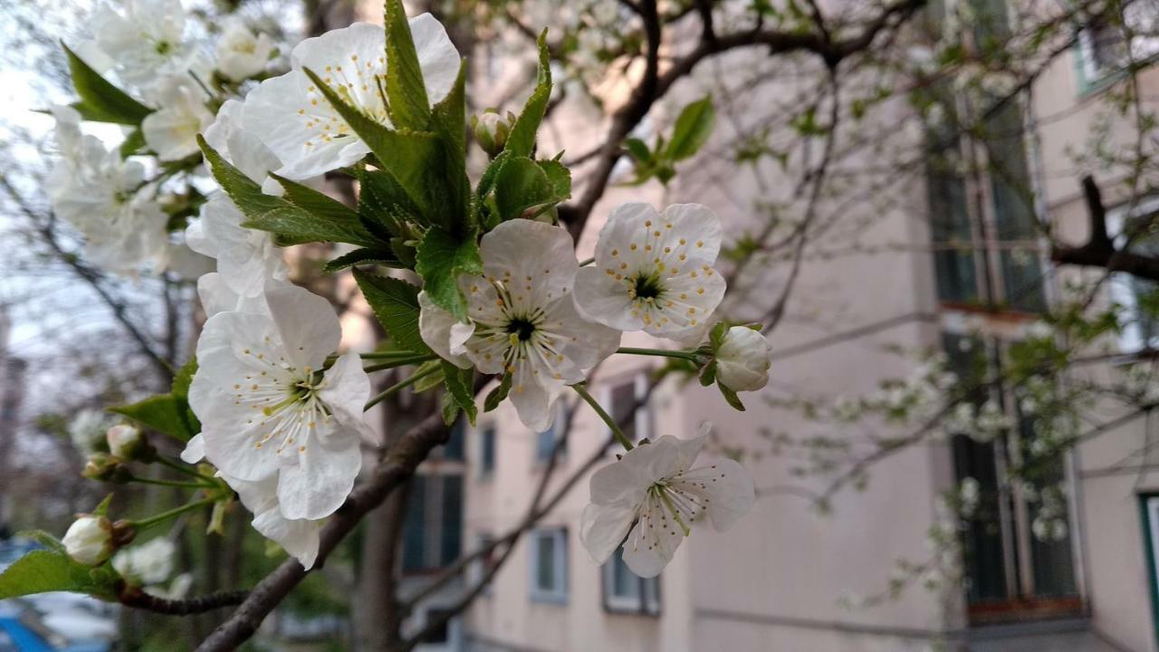 Gesztenyés Apartman Miskolc Exterior foto